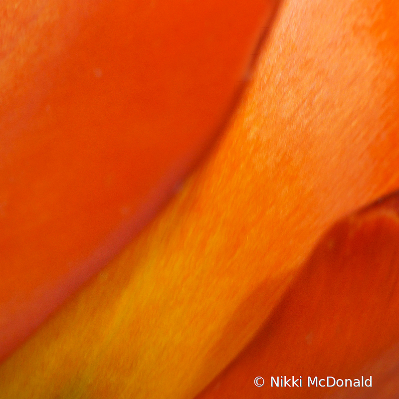 Tulip Petal Abstract #5