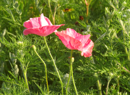 Two Pink Poppies