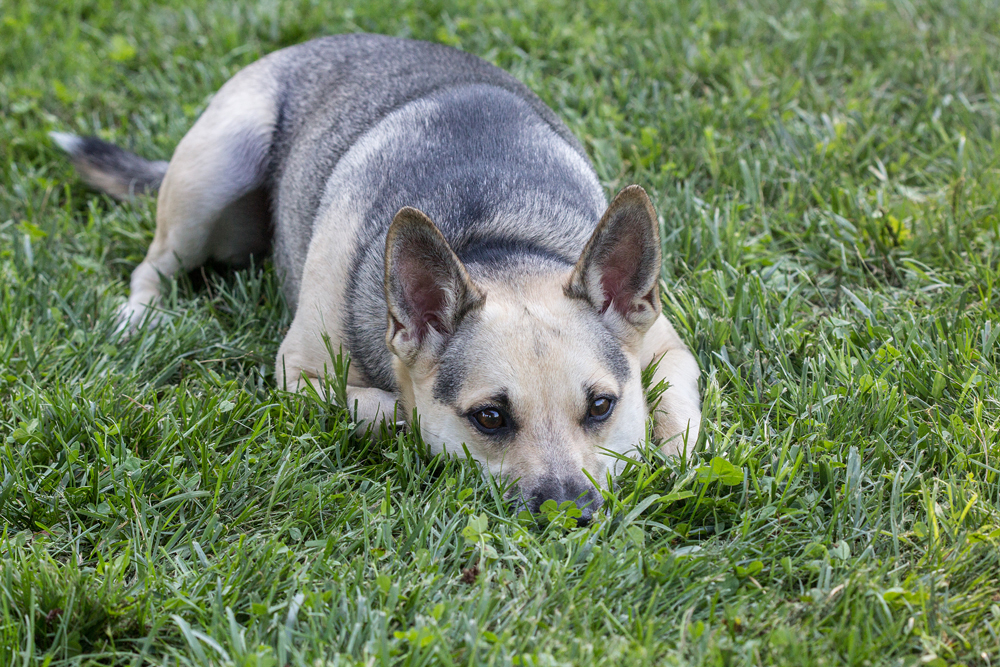 The Dog Days of Summer 