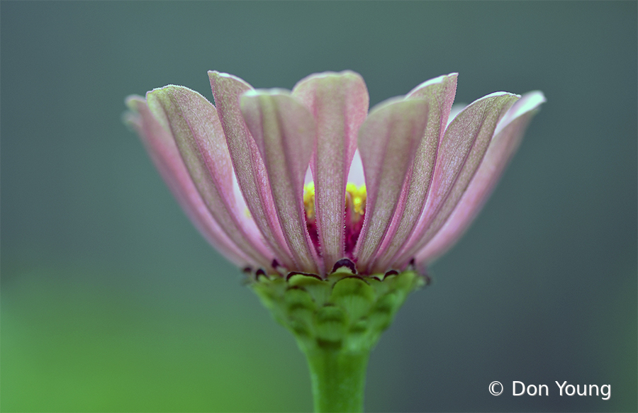 Blooming - ID: 16018176 © Don Young