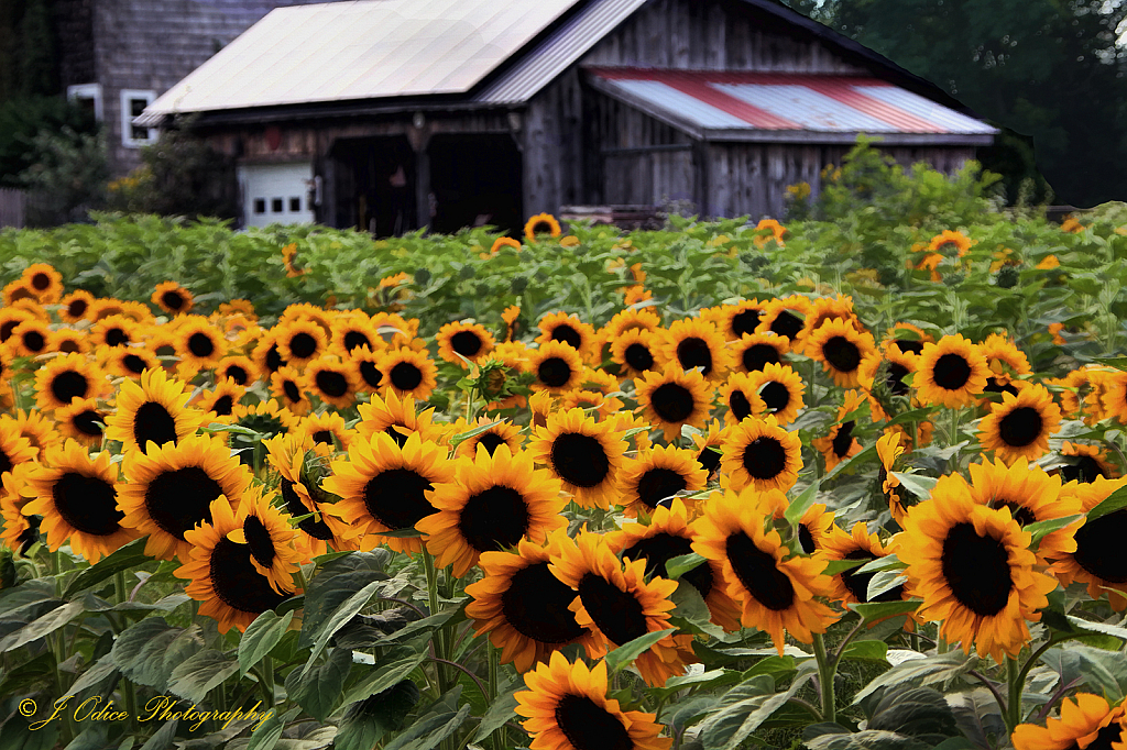 Titus Farm