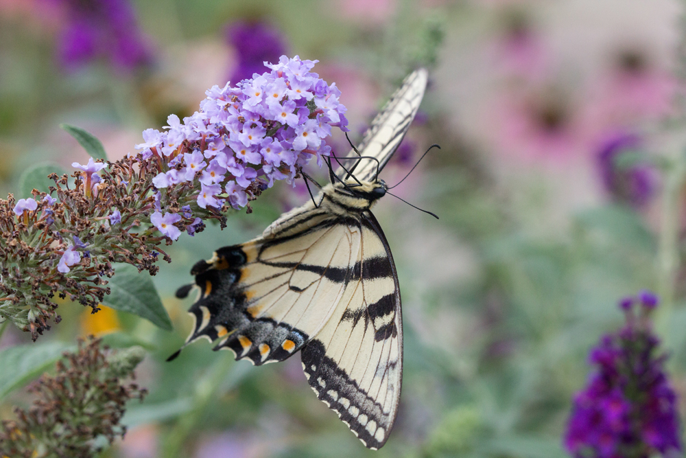 Eastern Tiger Swallowtail