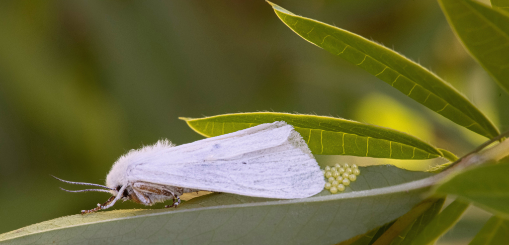 Little White Moth Laying Her Eggs