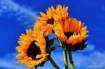 Sunflowers and th...