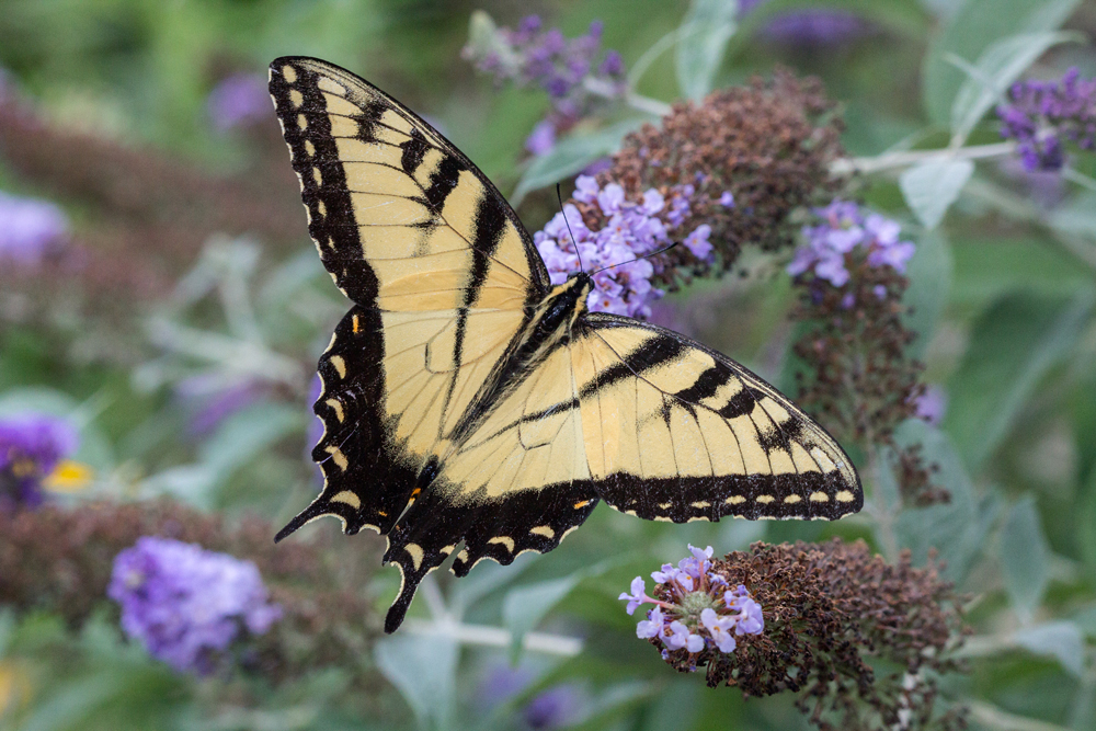 Eastern Tiger Swallowtail