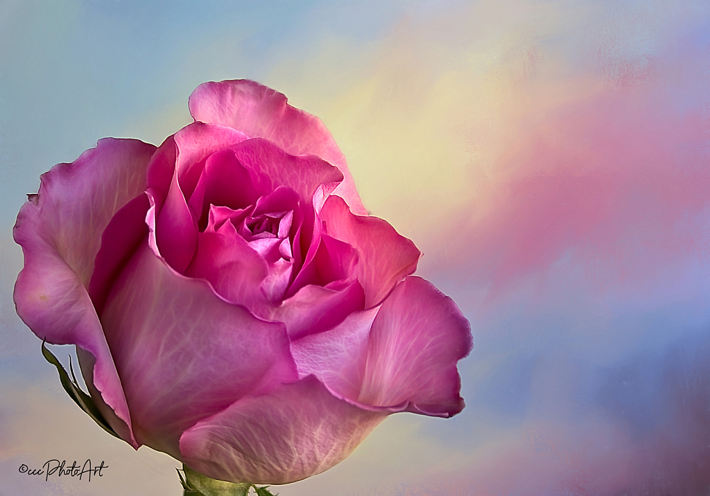 Perky in Pink Rose - ID: 16018312 © Candice C. Calhoun