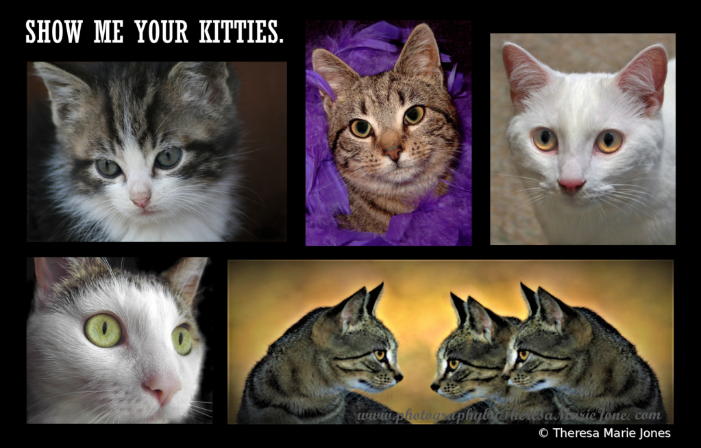 Show Me Your Kitties  - ID: 16018315 © Theresa Marie Jones