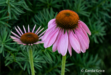 Immature and Mature Cone Flowers