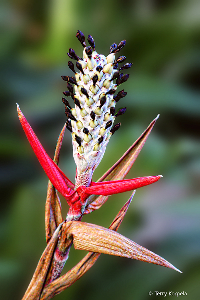 Foster Botanical Garden Honolulu - ID: 16018440 © Terry Korpela