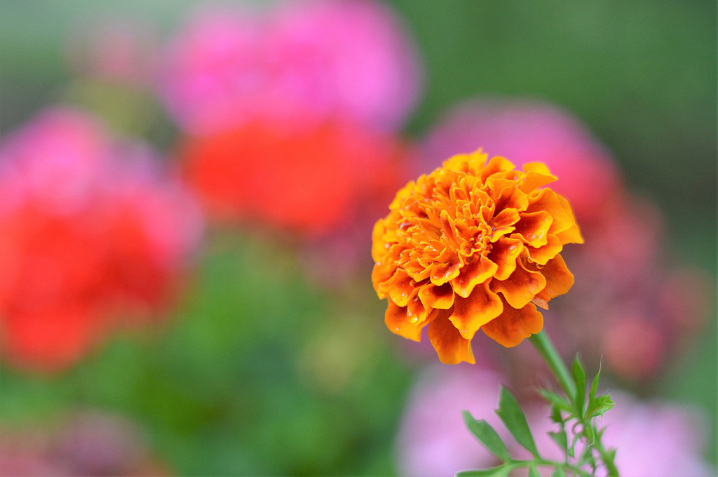 Marigold