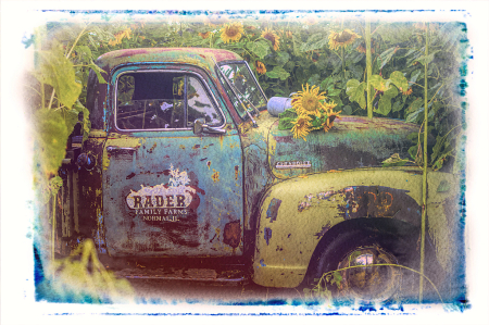 Vintage Truck in Sunflower Field