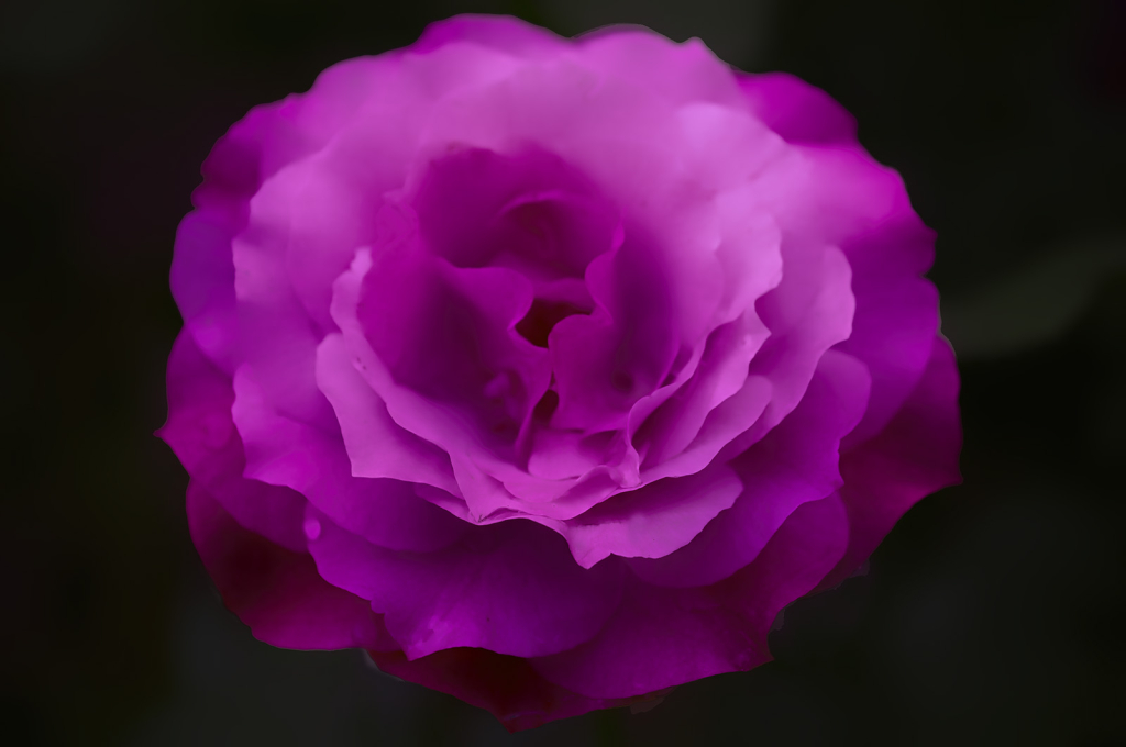 Purple Rose of Cairo - ID: 16018451 © Kelley J. Heffelfinger
