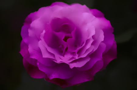 Purple Rose of Cairo