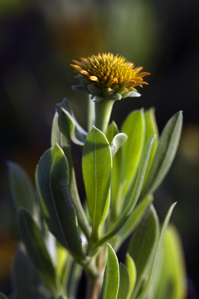 Yellow Crowed Morning