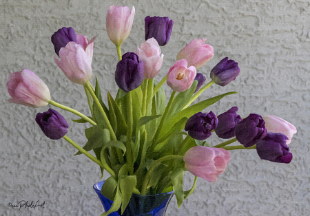 Tulip Fresco