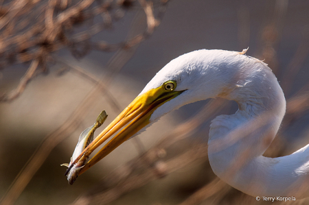 Great Egret With a Snack