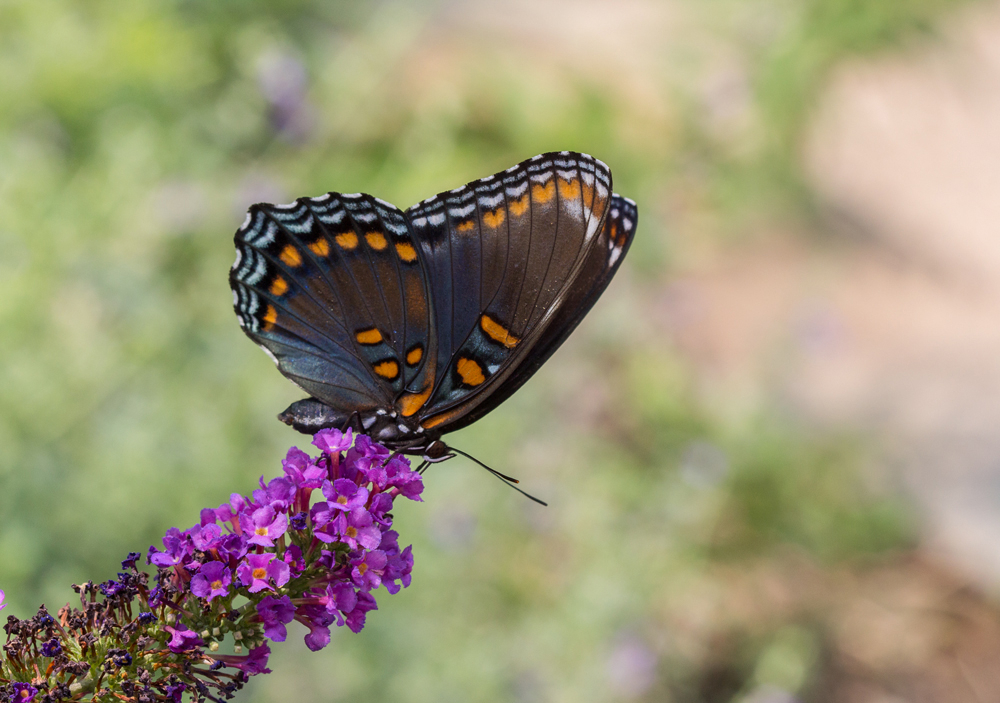 Red-spotted Purple (White Admiral)