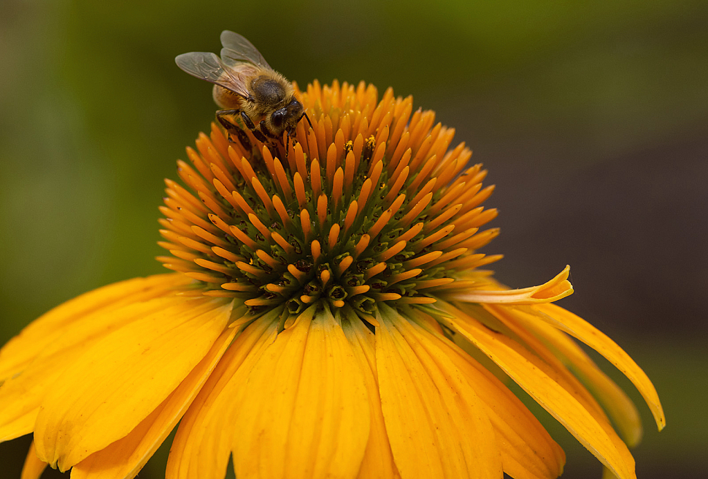 Bee on Cone Flower