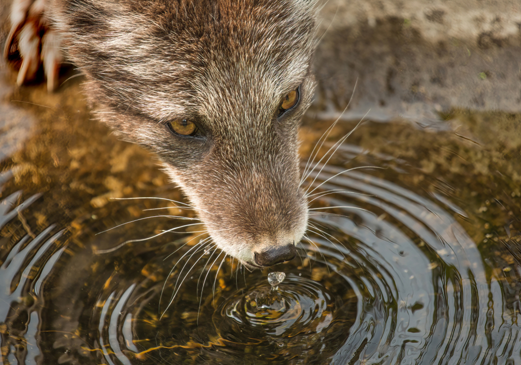 Arctic Fox Slurping