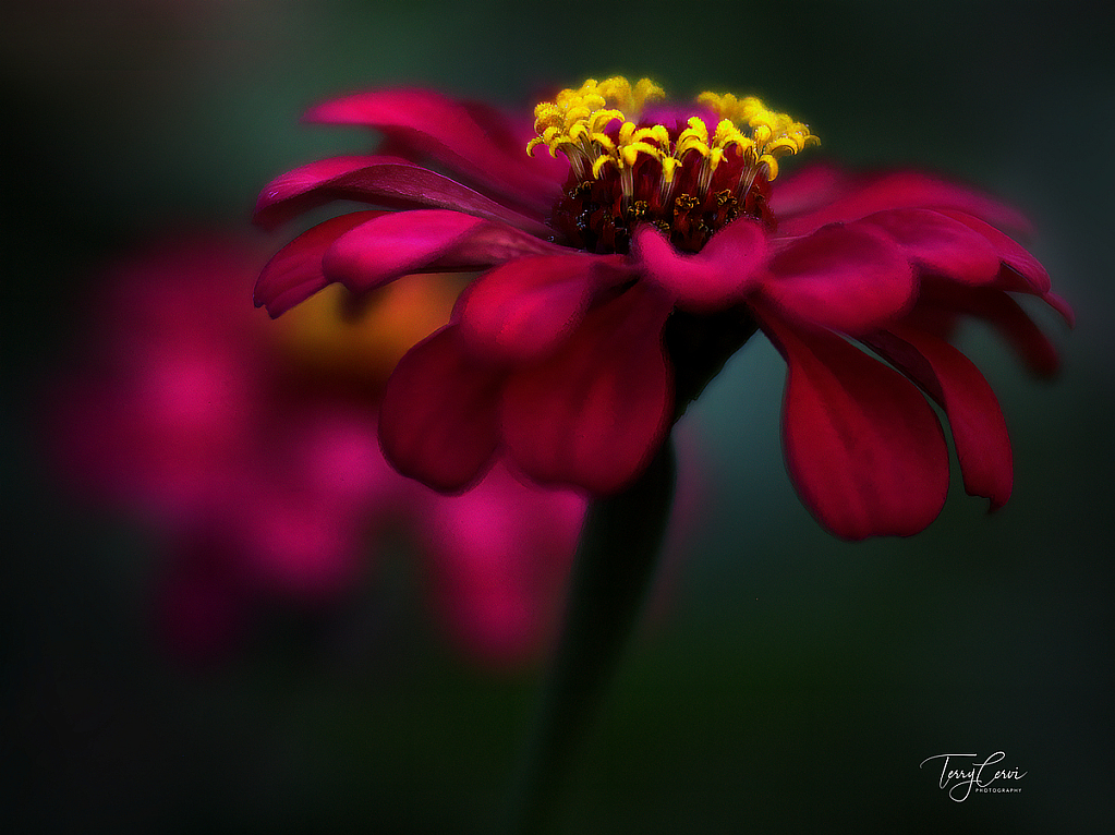 Elegant Zinnias