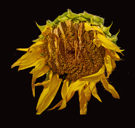 Sunflower end of season