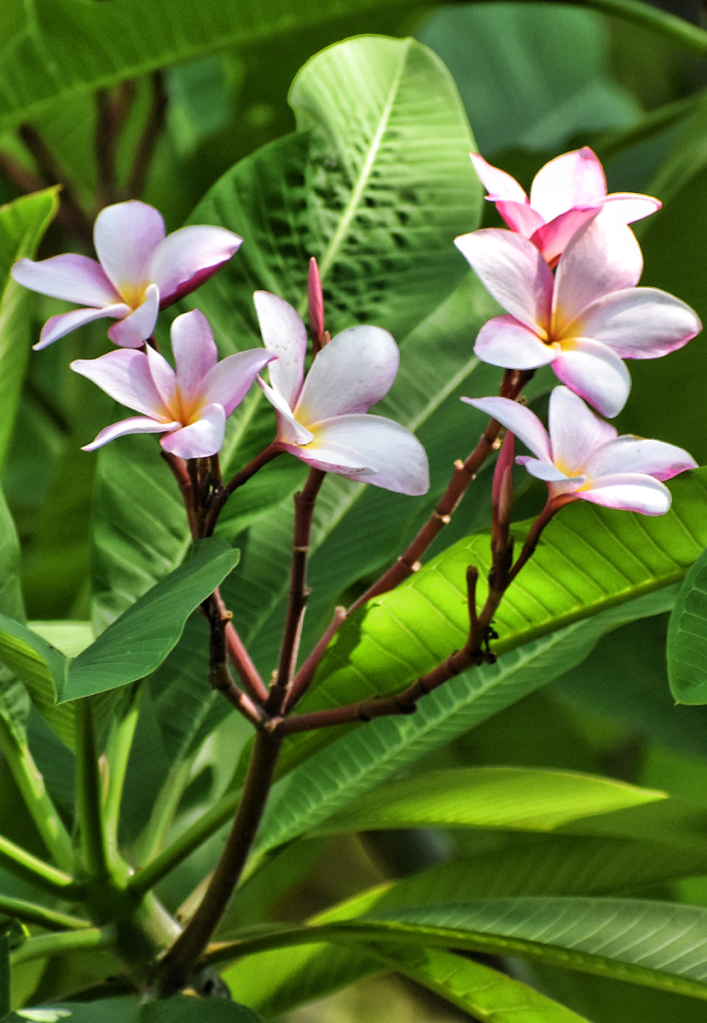 PRETTY LITTLE FLOWERS