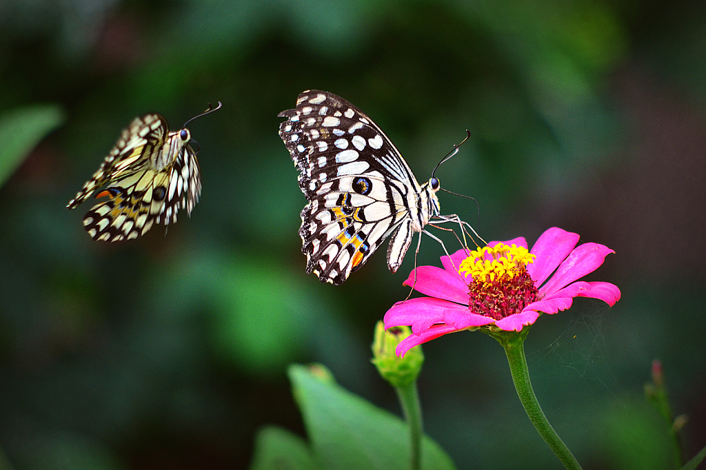 Flying Butterfly