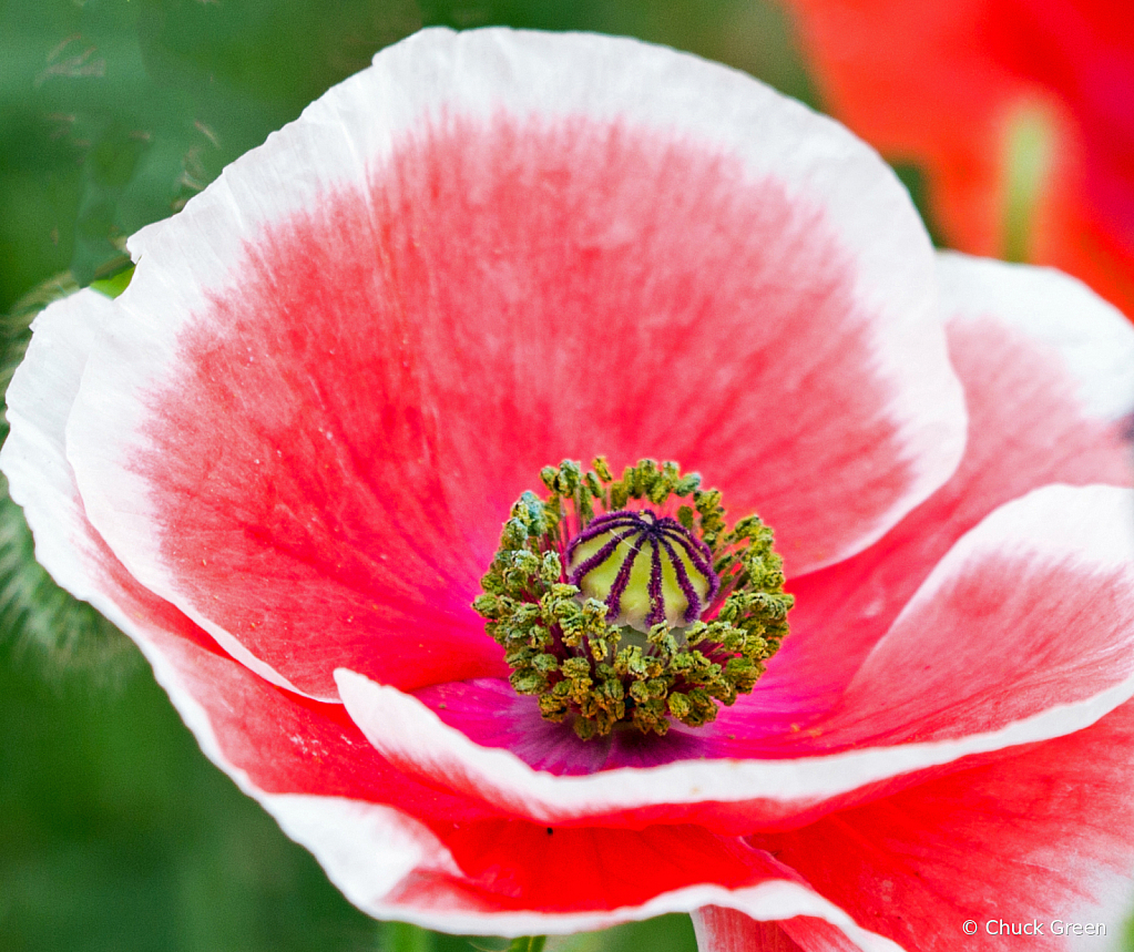 Popup Poppy