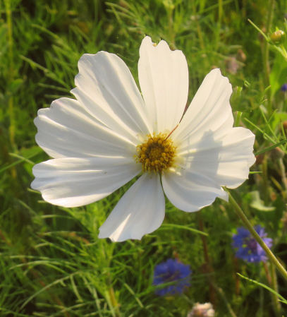  White Flower                         