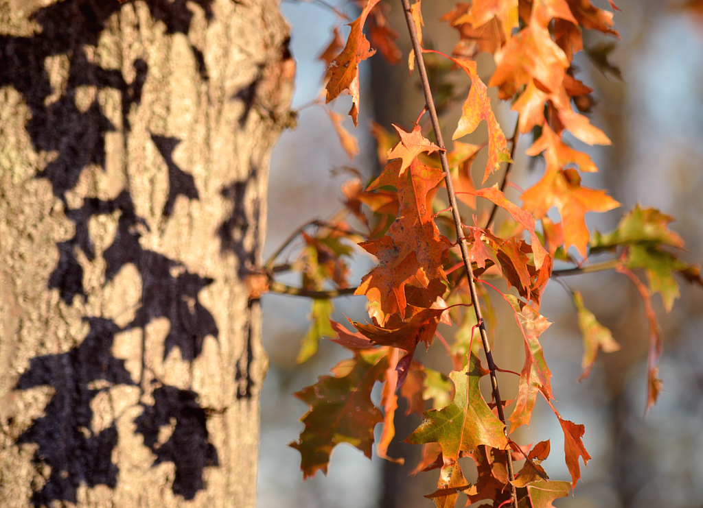 Autumn Shadows