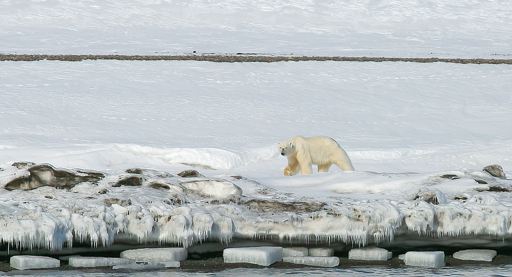 Bear Following Scent