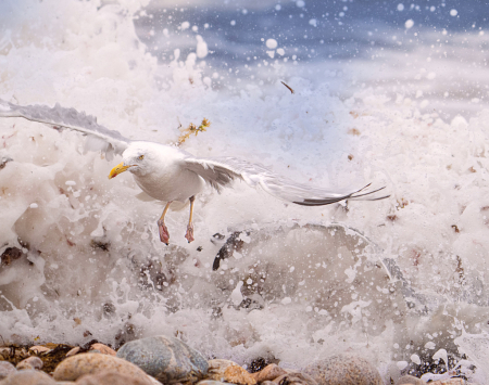 Seagull in the Surf