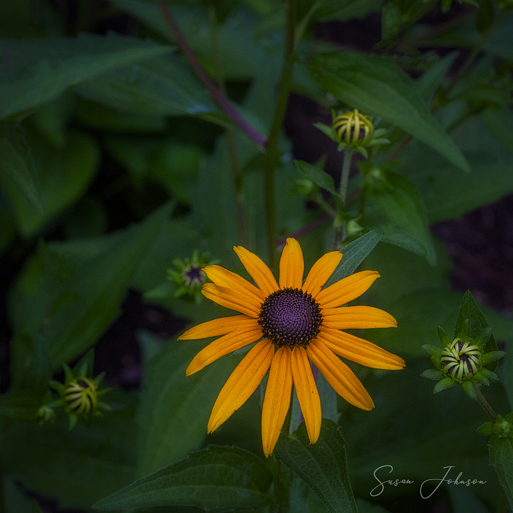 Rudbeckia