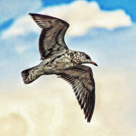 Gull in Flight 