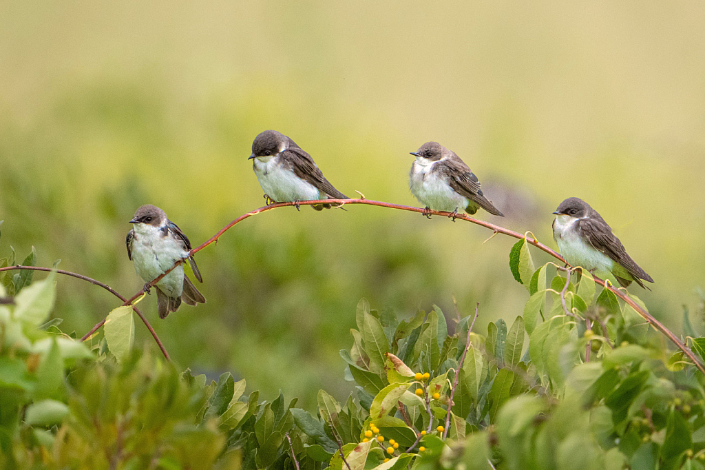 Four Swallows