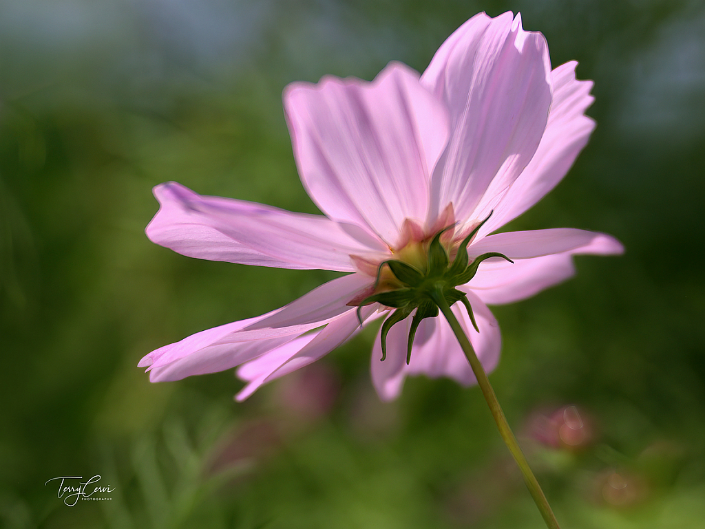 Backlit Cosmos