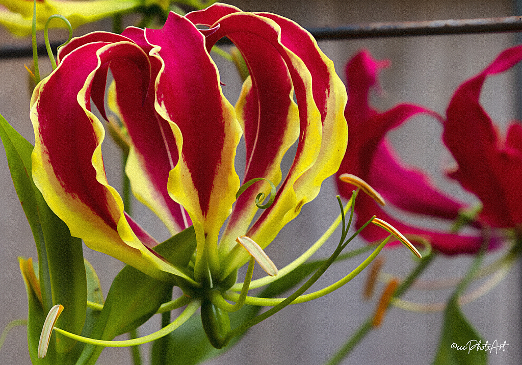 Lantern Lily - ID: 16019568 © Candice C. Calhoun