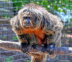A New Saki Monkey