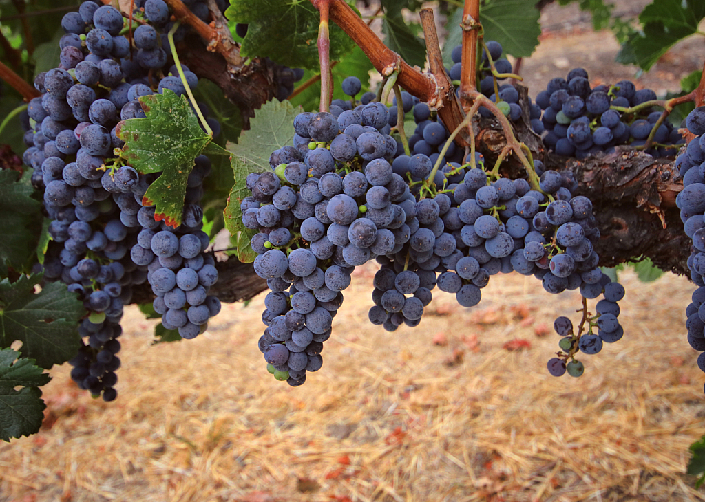 Wine Vineyard