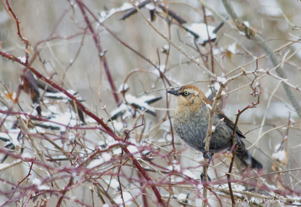 RustyBlackbirdIMG_4373 - ID: 16019712 © Cynthia Underhill