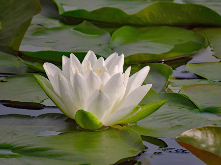 Prairie Pond Lotus
