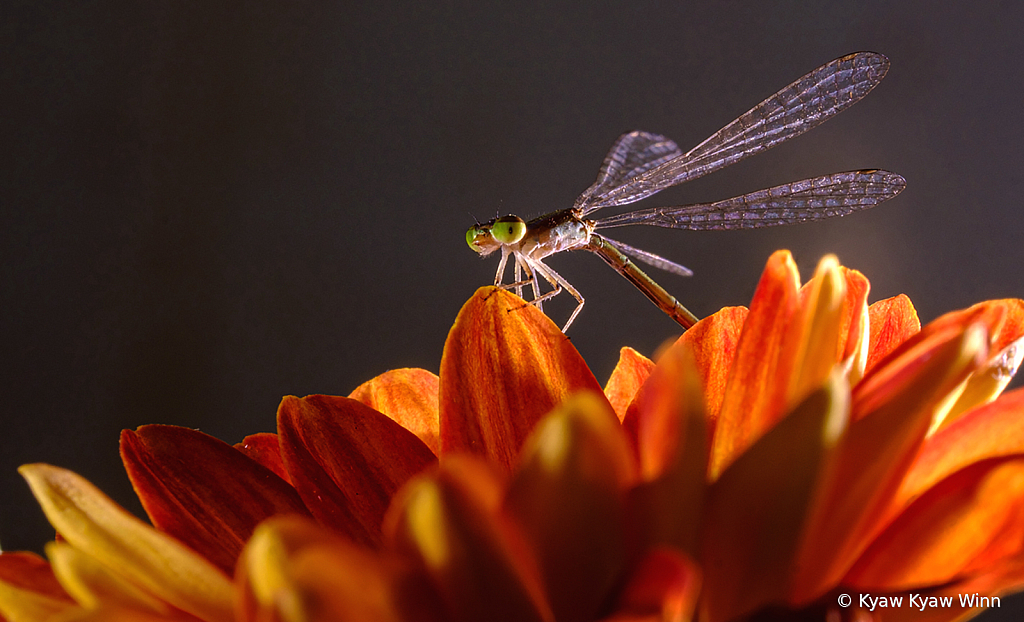 Little Dragonfly 