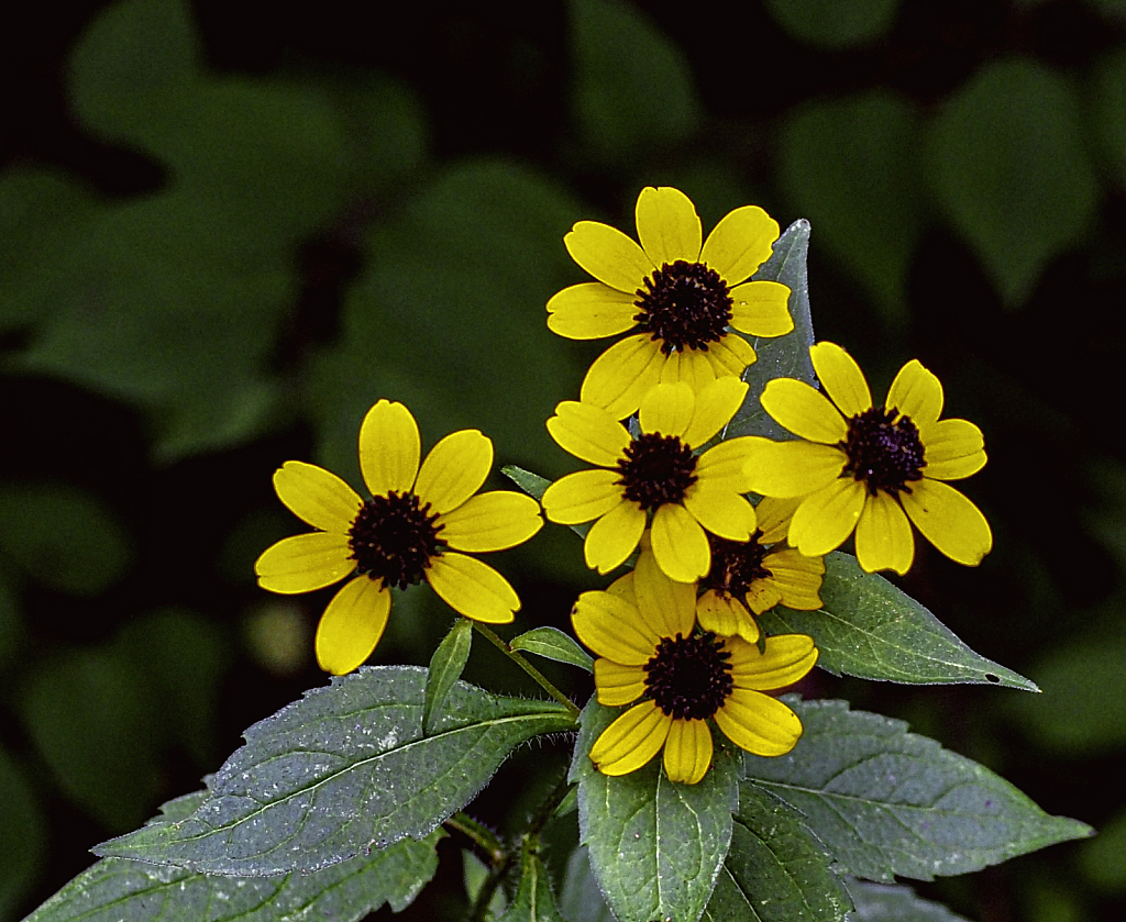 A Splash of Yellow