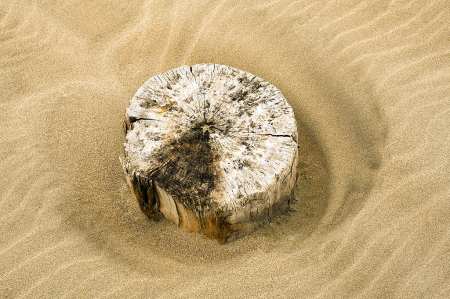 Stump on the Beach