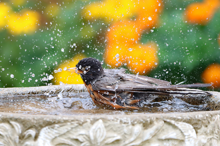 Bathing Robin