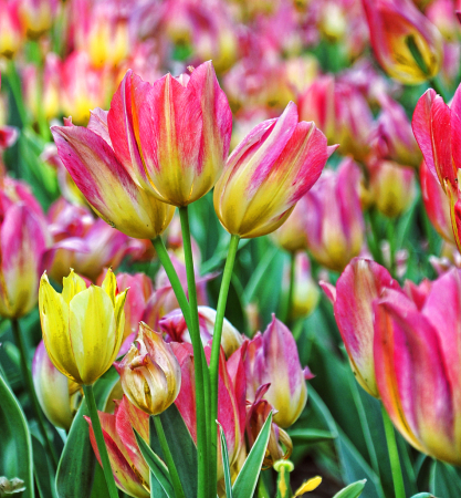 Tulip Time