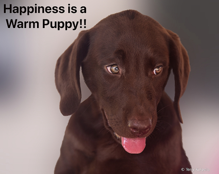 Happiness is a Warm Puppy!!