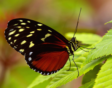 Butterfly on Leaf