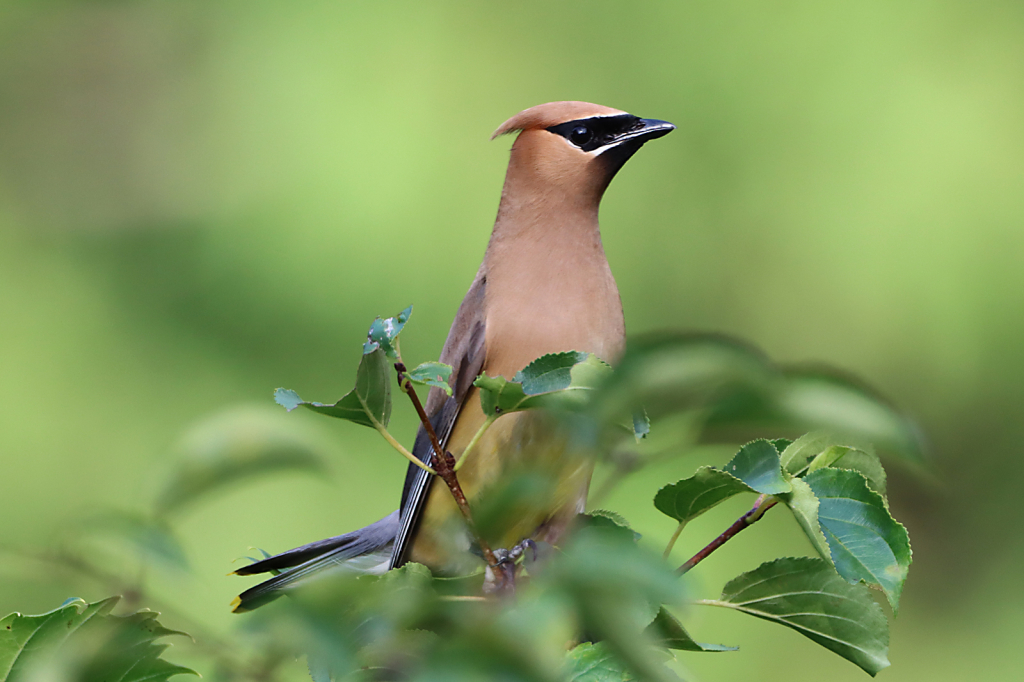 Cedar Waxwing 7 - ID: 16020024 © Lori A. Nevers