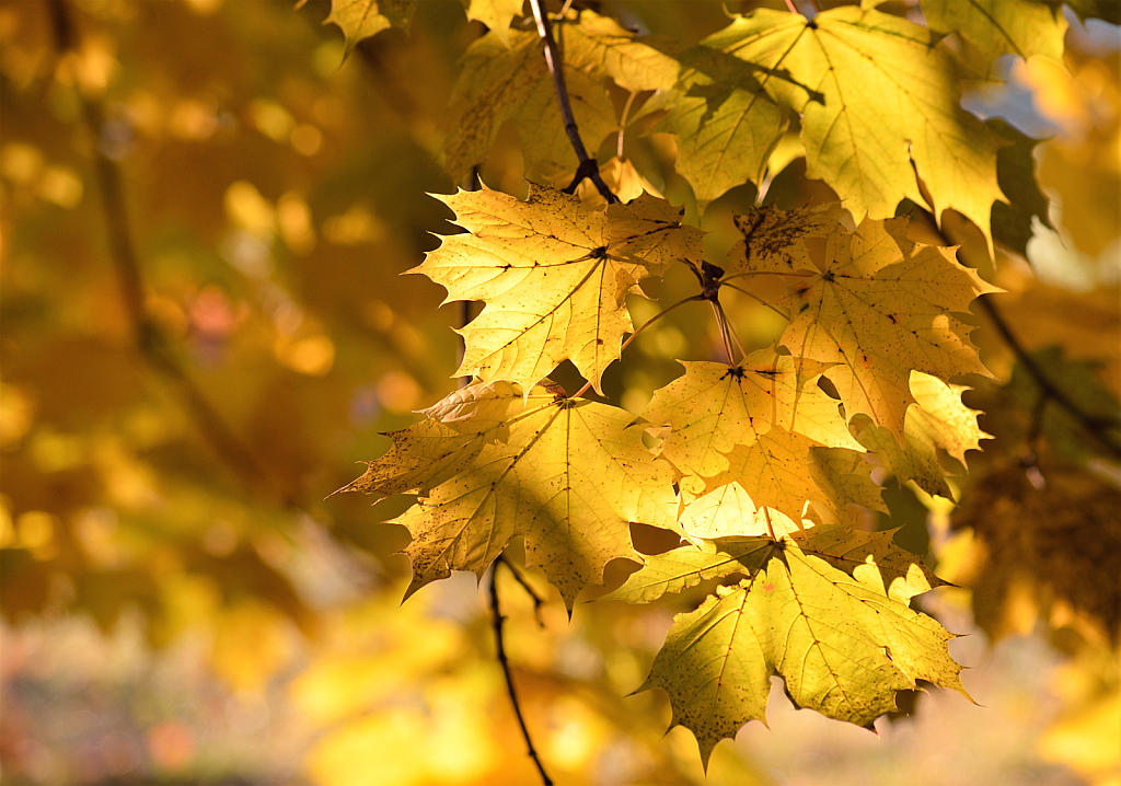 Autumn's Light and Shadows